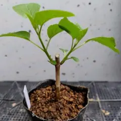 しらたま様 リクエスト 3点 まとめ商品