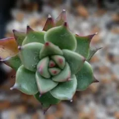多肉植物　抜き苗　桃太郎　小さめのサムネイル