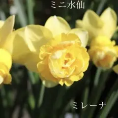 PPU様 リクエスト 2点 まとめ商品