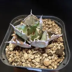 SALE‼️アガベチタノタ白鯨‼️ボール状おすすめ‼️のサムネイル