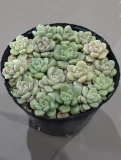 たんたん様 リクエスト 3点 まとめ商品