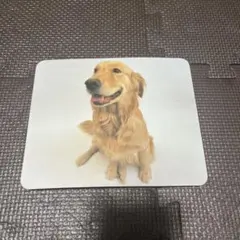 ゴールデンレトリバー マウスパッド