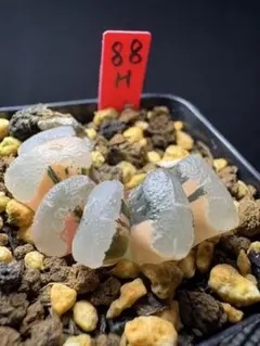 44h 多肉植物 ハオルチア ブルーレンズ玉扇錦 自家繁殖 鉢植え発送