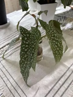 木立ベゴニア　カット苗 立木性ベゴニア カット苗 挿し穂 発根 観葉植物 芳香 - メルカリ