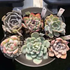 【多肉植物】詰め合わせ６苗セット1