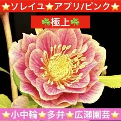 2026年最新】広瀬園芸 クリスマスローズの人気アイテム - メルカリ