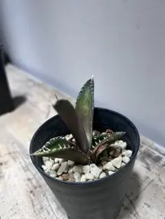 2025年最新】アガベ 海王の人気アイテム - メルカリ