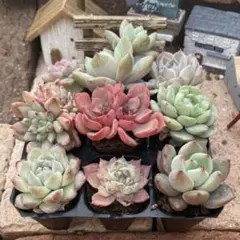 himieye2001様 リクエスト 2点 まとめ商品