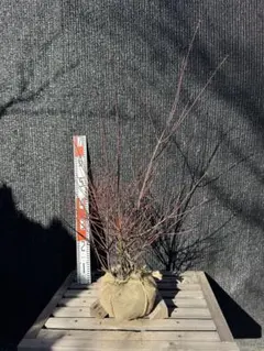 山採り風ノムラモミジ NO4 H120cm W75cm 14 - メルカリ
