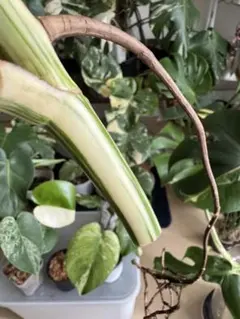 rinako様 リクエスト 2点 まとめ商品