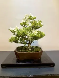白花サンザシ 盆栽 白花サンザシ 盆栽 - メルカリ