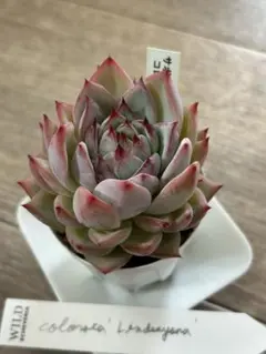 2025年最新】サボテン相談室の人気アイテム - メルカリ