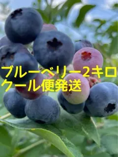 農家直送＝自然栽培ブルーベリー2キロポッキリ初出荷記念安心チルド