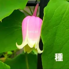 ちょぼる様 リクエスト 9点 まとめ商品