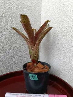 2026年最新】タンクブロメリアの人気アイテム - メルカリ