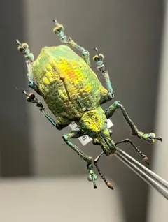 2026年最新】ゾウムシ 標本の人気アイテム - メルカリ