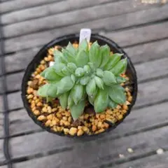 クラッスラ デルトイデア タンクアカルー 抜き苗 多肉植物 - メルカリ