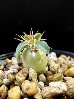 さく様 リクエスト 2点 まとめ商品