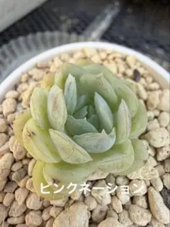 ❣️ピンクネーション❣️現品 エケベリア 寄せ植え 多肉弁当 多肉植物