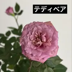 ミニバラ♡テディベア♡3.5号♡ポットごと宅急便コンパクト - メルカリ