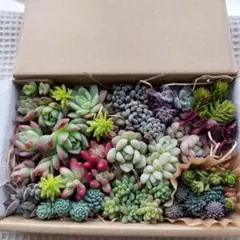 多肉植物　カット苗詰め合わせ　多肉弁当 寄せ植え