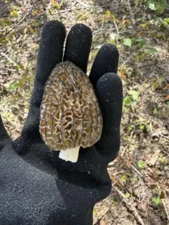 天然アミガサタケ 国産京都産 最終便③特大〜特盛り！ アミガサタケ(モリーユ)人工栽培成功 ハルカインターナショナルが日本