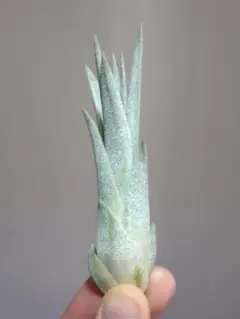 南国石垣島産 ピーチパイン実生苗 大玉1株 - メルカリ