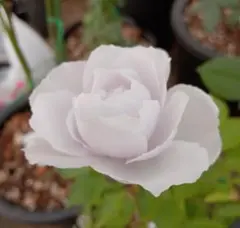 2026年最新】切花品種 バラ 苗の人気アイテム - メルカリ