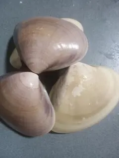 ハマグリ