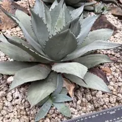 2025年最新】オバティフォリア ハイブリッドの人気アイテム