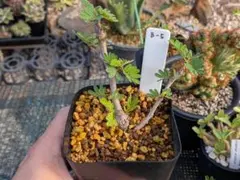 センナメリディオナリス 実生株 鉢ごと発送 - メルカリ