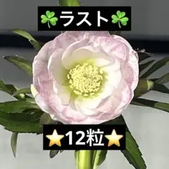 ❤️160❤️☘️ラスト☘️⭐️クリスマスローズ⭐️自然交配種子