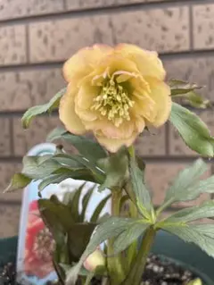 クリスマスローズ　あんず小鞠　開花株のサムネイル