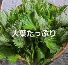 大葉たっぷりのサムネイル