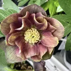 クリスマスローズ種　広瀬園芸　グリーンリバーシブル✕蜃気楼　大木ナーセリー クリスマスローズ種 広瀬園芸 グリーンリバーシブル✕蜃気楼