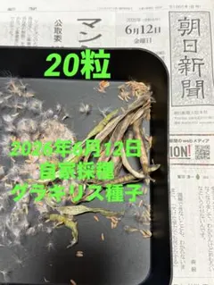 2026年最新】グラキリス 現地球の人気アイテム - メルカリ
