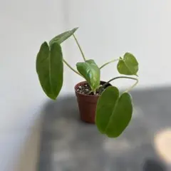 観葉植物　フィロデンドロン　バールマルクス　抜き苗
