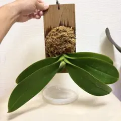 ミディ　胡蝶蘭 板付け 着生植物　観葉植物のサムネイル