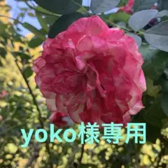 お徳用接着芯　厚手