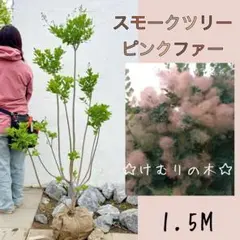 スモークツリー(けむりの木)ピンクファー1.6M(鉢底から)品番B - メルカリ