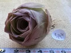 K*I様 No.e794 グリーノビア　若画　アエオニウム　多肉植物