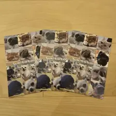 猫　犬　カフェ　ポストカード　3枚セット