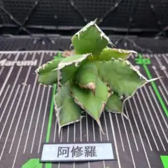 コユタロウ様 リクエスト 10点 まとめ商品