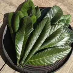 【農薬不使用　びわの葉　40枚 枇杷の葉 チンキ びわ茶 小動物のおやつ】のサムネイル