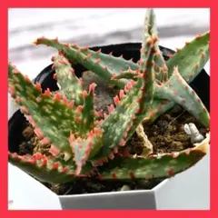 メルカリ便発送&ロウルサンコさんラベル付き☆多肉植物 アロエ 苺怪獣 メルカリ便発送&ロウルサンコさんラベル付き☆多肉植物 アロエ