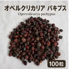 種100粒オペルクリカリア パキプスOperculicarya pachypusのサムネイル