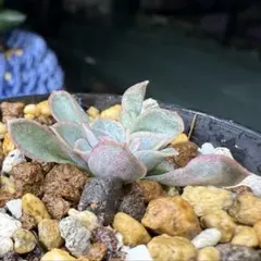 ayatomo様 リクエスト 2点 まとめ商品