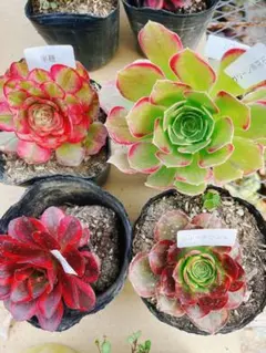 37 多肉植物 アエオニウム 抜き苗 4種セット