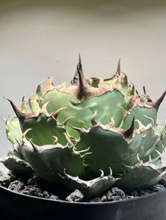 ソテツ（蘇鉄）Cycas revoluta【優良株】※メルカリ便発送 - メルカリ
