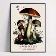 モダンポスター　ヴィンテージ　アート　キノコ　北欧　ミッドセンチュリー　花　A3